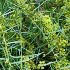 Acacia Flinders Range Wattle x 1 Weeping Plants Yellow Flowering Flowers Native Shrubs Willow Hardy Bird Attracting Hedge Screening iteaphylla